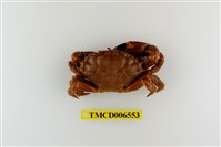 藏品(光輝瘤蟹)的圖片